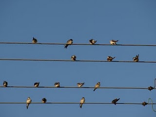 birds - Three Authors Who Changed My Life