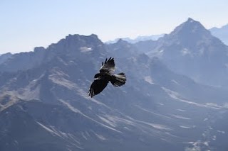 freedom bird - Three Authors Who Changed My Life