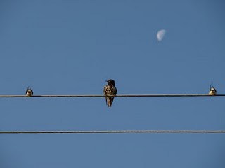 lonley bird - Three Authors Who Changed My Life