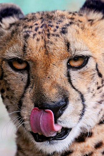 hungry cheetah - The Definitive Guide To Living In Your Car (Plus: Current Super Food Favorites)