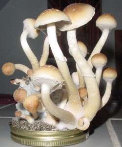 The Top 4 Most Useful Drugs magic mushrooms107 250x300 - The Top 4 Most Useful Drugs