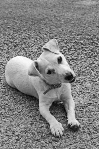 dog - Announcing The "Online Income" Category (Plus: Moving To Thailand By September If It Kills Me)